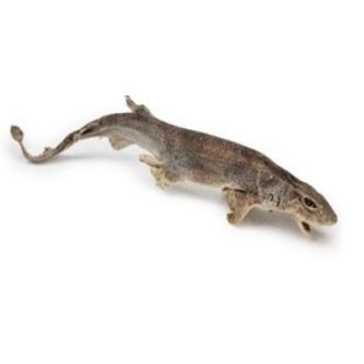 Friandise requin Petfish (30-60cm) pour chien et chat